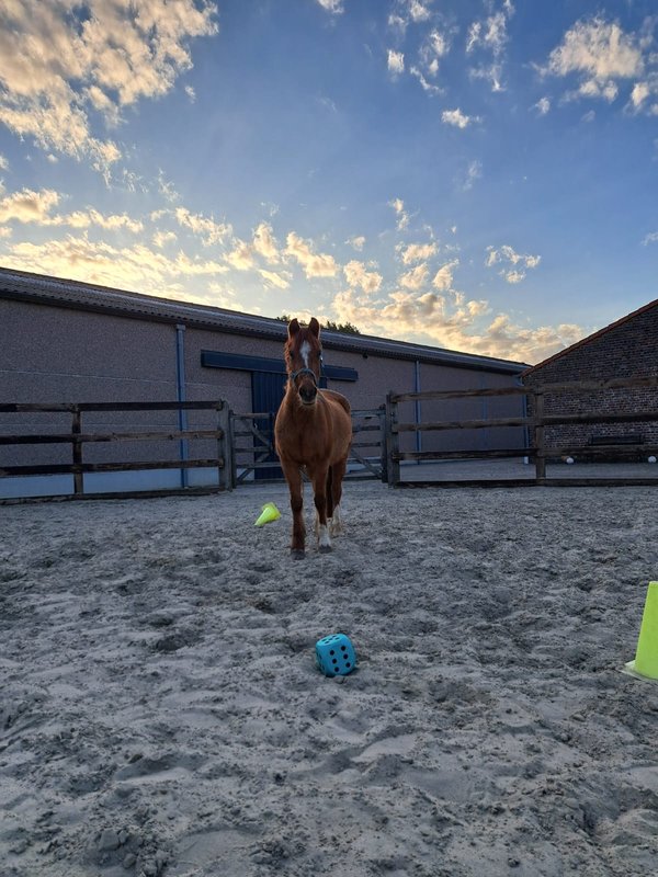 Paard bij zonsondergang